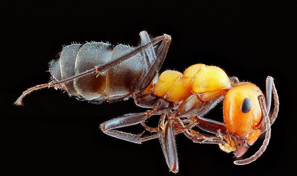 Ant Control service in Idaho Falls, ID