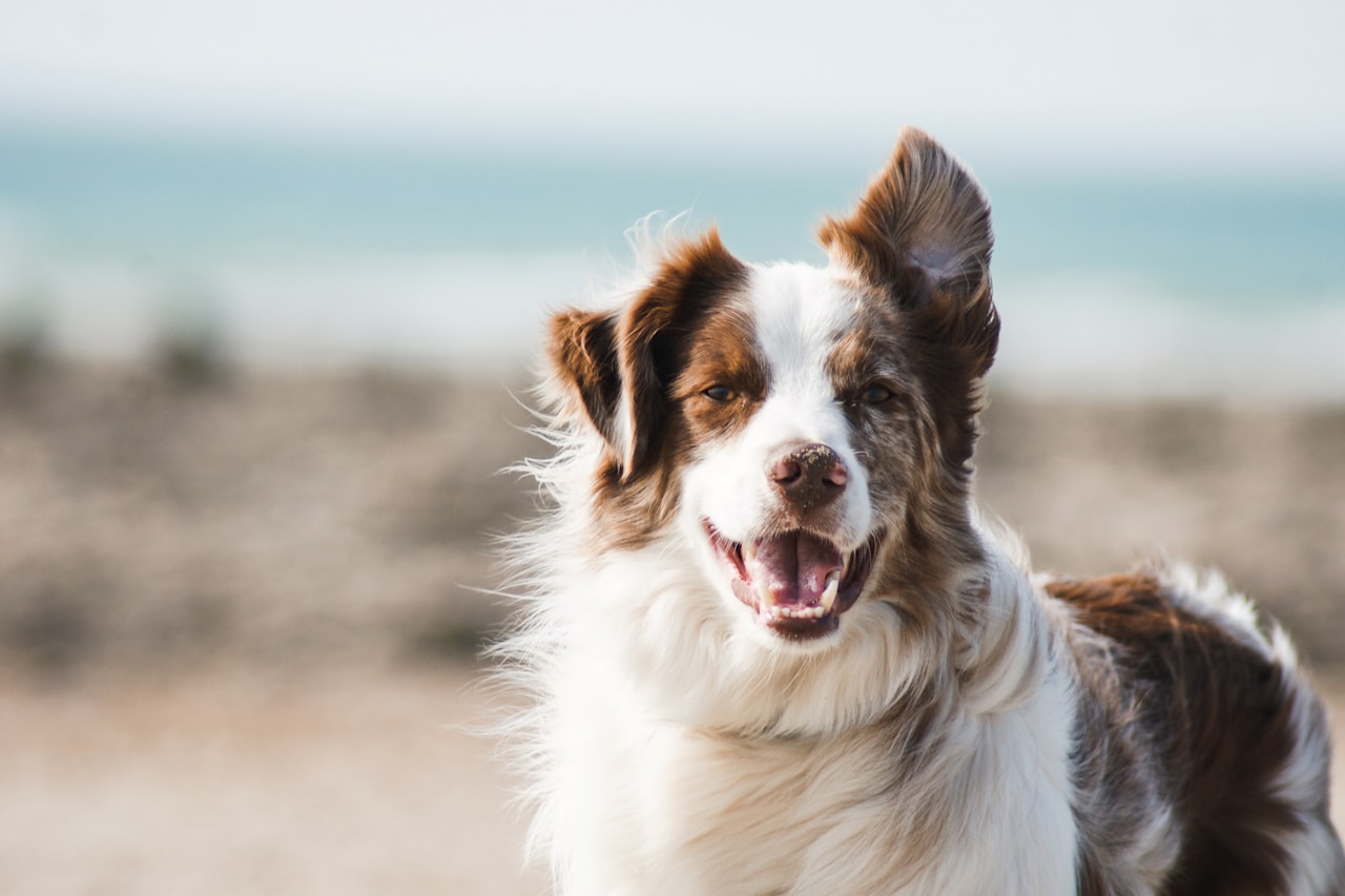 Flea & Tick Control service in Idaho Falls, ID
