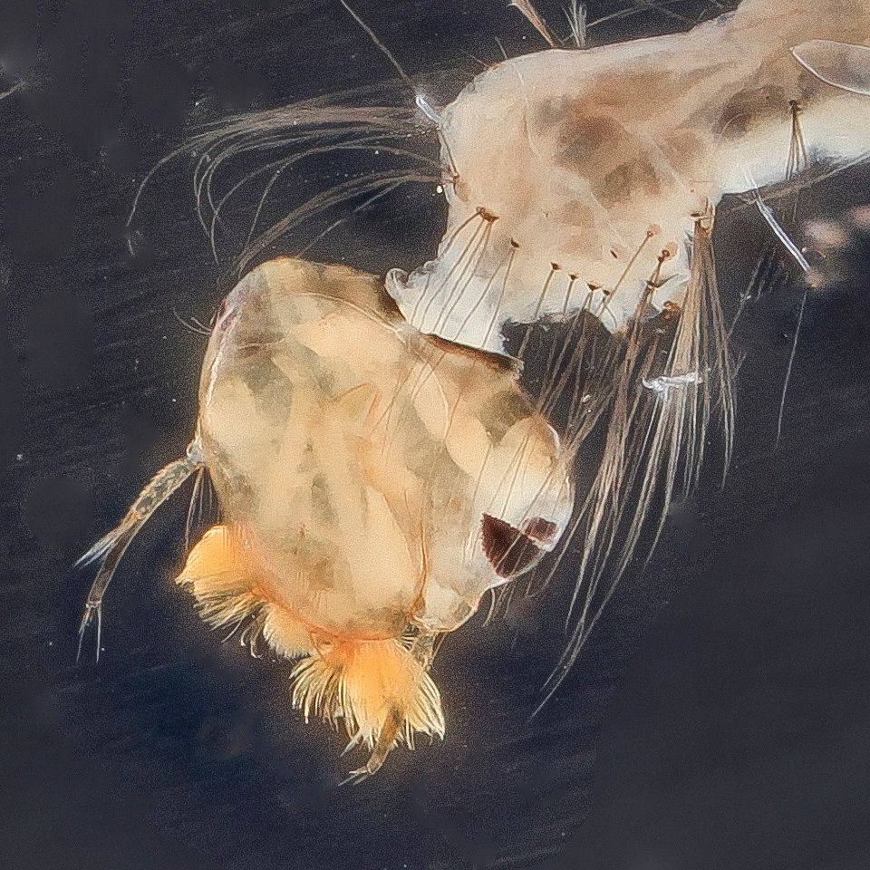 Mosquito Control service in Idaho Falls, ID