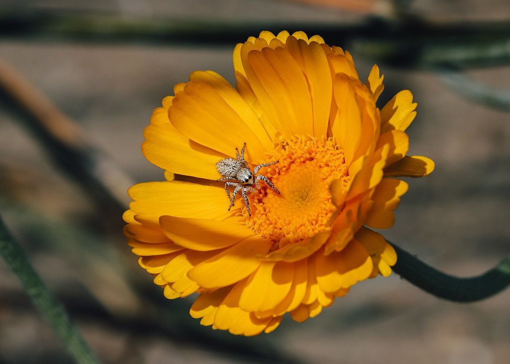 Spider Control service in Idaho Falls, ID